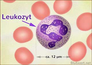 Leukozyt im Blutbild: größer als ein Erythrozyt