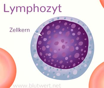 Lymphozyt