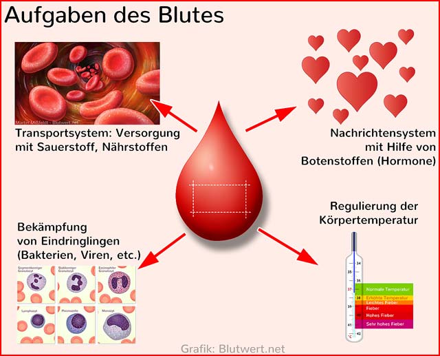Blut - Aufgaben und Funktionen
