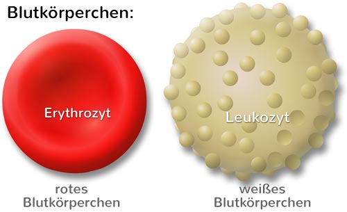 Blutzellen: Erythrozyt, Blutkörperchen: Erythrozyt und Leukozyt