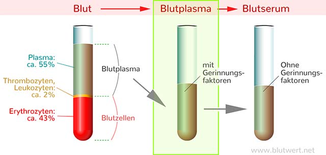 Blutplasma