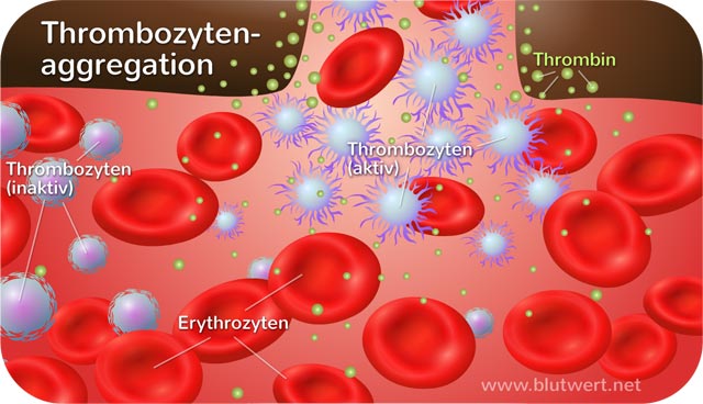Thrombozytenaggregation - blutgerinnung