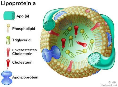 Lipoprotein a - Lp(a)