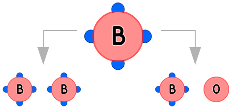 Blutgruppe B (Vater) - Vererbung
