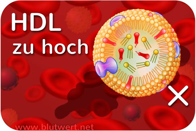 HDL Cholesterin zu hoch