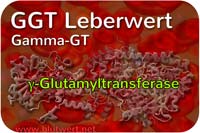 Gamma GT Wert