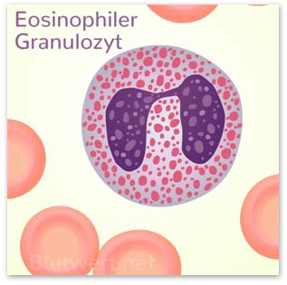 Eosinophiler Granulozyt