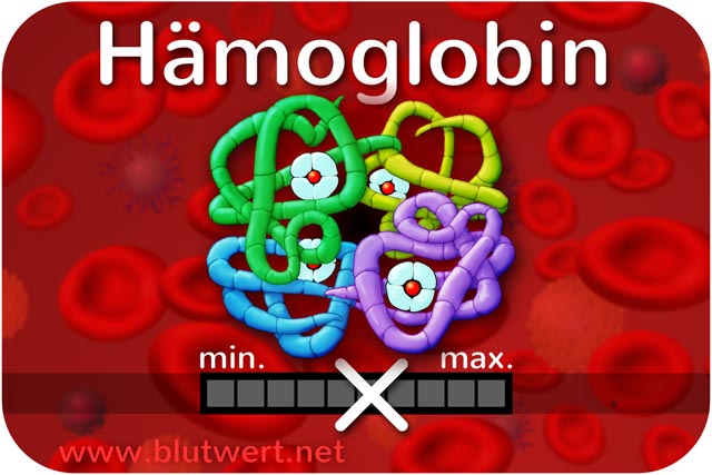 Blutwert Hämoglobinwert (Hb)