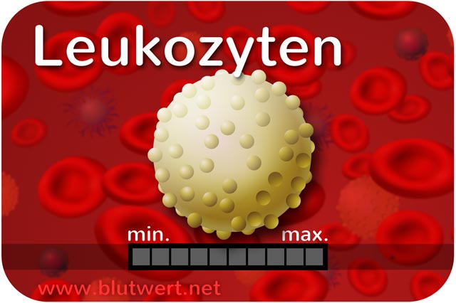 Leukozyten (weiße Blutkörperchen)