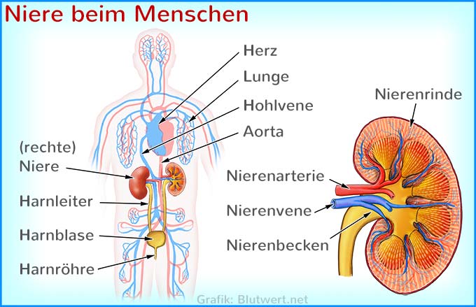 Nieren im menschlichen Körper