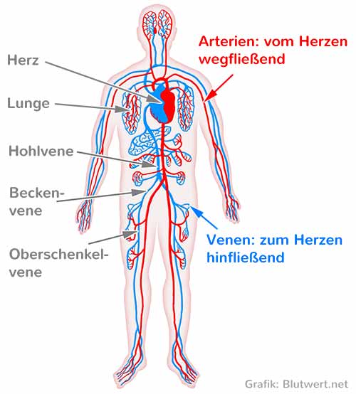 Blutgefäße beim Menschen: Venen und Arterien