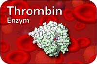 Thrombin (Enzym)