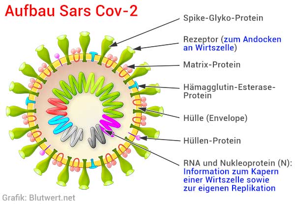 Coronavirus Aufbau: RNA in Proteinhülle mit Spike-Proteinen und Rezeptoren