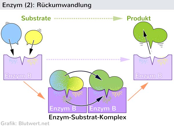 Enzym Reaktion B: Rückumwandlung