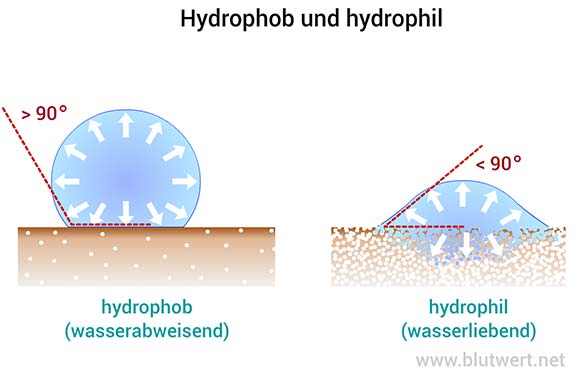 hydrophob - hydrophil (Unterschied)