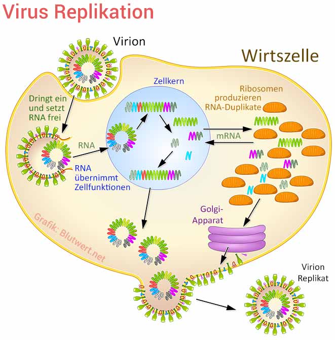Virus Replikation