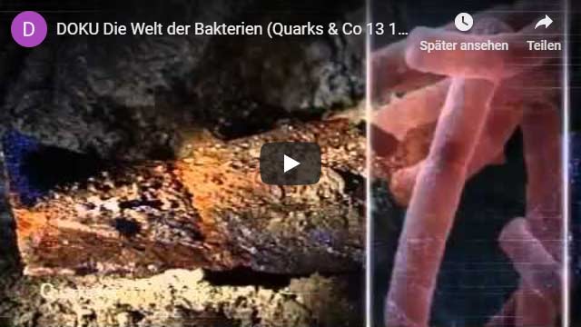 Welt der Bakterien (Quarks & Co.)